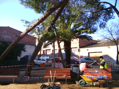 Intervencions a l'arbreda del parc Anselm Clavé.