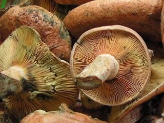 L'Agenda de Tardor s'estrena amb una bicicletada.