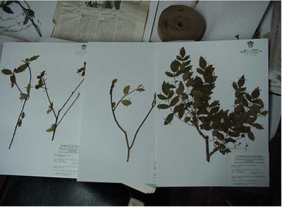 Ripollet Natura torna a exposar l'Herbari Braut.