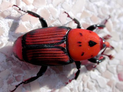 Detectada una plaga a les palmeres del municipi.