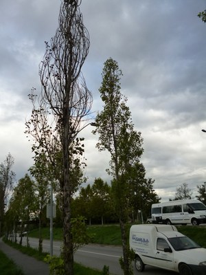 Talats alguns arbres de Ripollet.