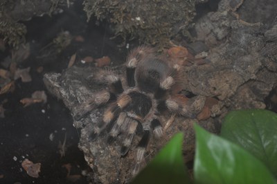 Els Insectes ocupen la Sala 1 del Centre Cultural.