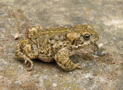 Bons resultats dels treballs de conservació de la fauna del riu Ripoll.