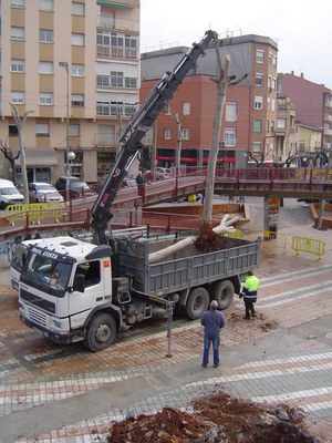 Es trasplanten una quinzena d’arbres de la plaça de Pere Quart.