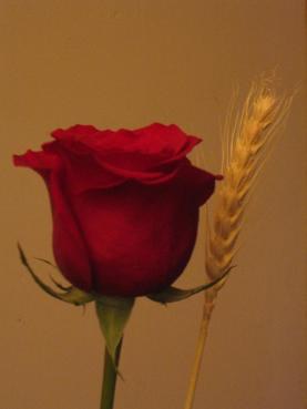 Especial eBR: 'Els Sant Jordi' de Ripollet. Un repàs a les obres i els autors locals.