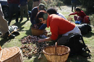 Gran èxit de la collida de bolets organitzada per la Casa de Natura.