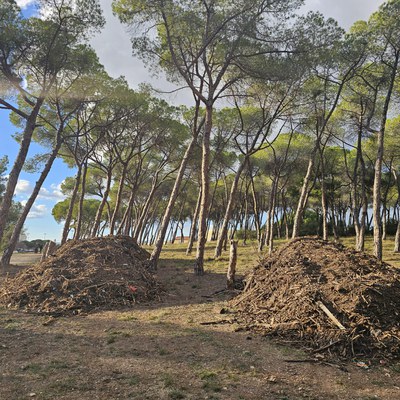L'Ajuntament intenta evitar la mort dels pins del municipi.