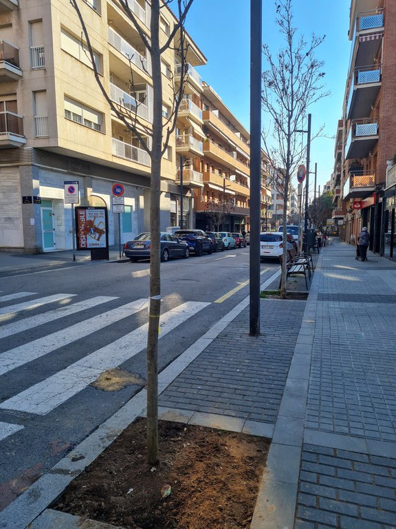 S'inicia la plantació de prop d'un centenar d'arbres als carrers de Ripollet